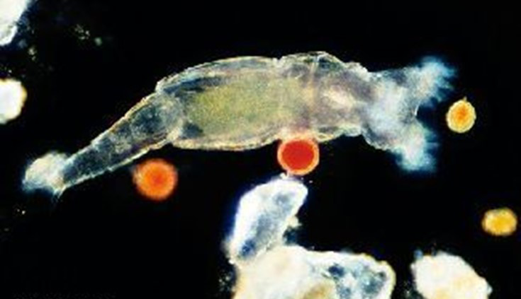 What are those 