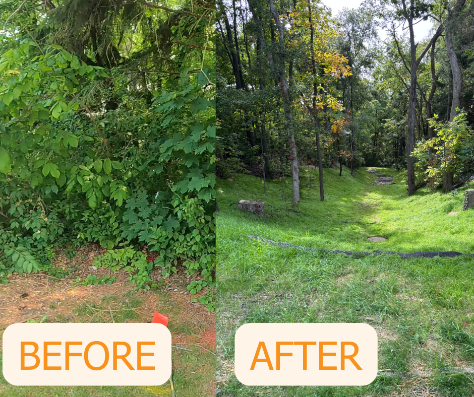 A Natural, Future-Proof Solution: The Shorewood Forest Ravine Restoration Story